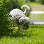 dog in plant
